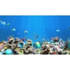 Live Aquarium HD 2