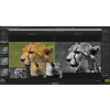 Program BLACK & WHITE Video #2 professional Accelerated Vision